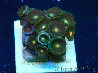 WYSIWYG - Zoanthus Maricoltura Indo Acclimatato sotto LED