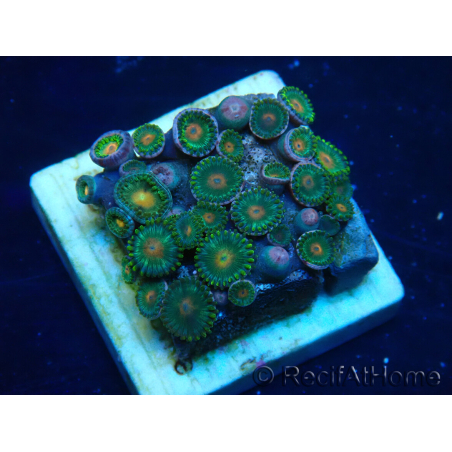 WYSIWYG - Zoanthus Mariculture Indo Acclimaté sous led