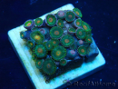 WYSIWYG - Zoanthus 14M3 Mariculture Indo Acclimaté sous led