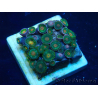 WYSIWYG - Zoanthus Mariculture Indo Acclimaté sous led