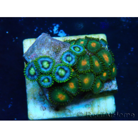 WYSIWYG - Zoanthus 14M4 Mariculture Indo Acclimaté sous led