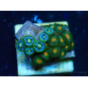WYSIWYG - Zoanthus Maricultura Indo Acclimatato sotto led