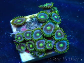WYSIWYG - Zoanthus Mariculture Indo Acclimated under LED