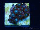 WYSIWYG - ZoanthusMariculture Indo Acclimaté sous led