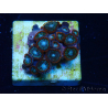 WYSIWYG - Zoanthus14N1 Mariculture Indo Acclimaté sous led