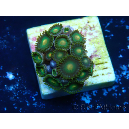 WYSIWYG - Zoanthus Mariculture Indo Acclimatato sotto led