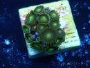 WYSIWYG - Zoanthus 14N2 Mariculture Indo Acclimaté sous led