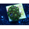 WYSIWYG - Zoanthus Mariculture Indo Acclimatato sotto led