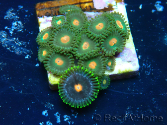 WYSIWYG - Zoanthus Maricoltura Indo Acclimatato sotto LED
