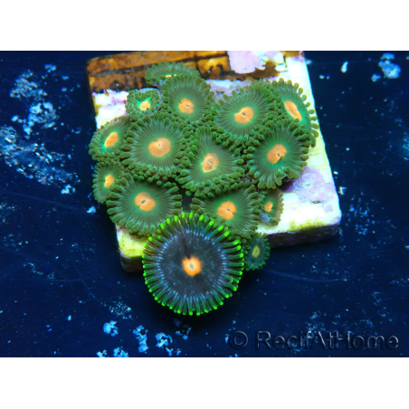 WYSIWYG - Zoanthus Mariculture Indo Acclimated under LED