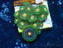 WYSIWYG - Zoanthus Mariculture Indo Acclimaté sous led