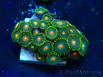 WYSIWYG - Zoanthus 14N4 Mariculture Indo Acclimaté sous led