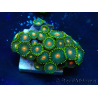 WYSIWYG - Zoanthus Maricultura Indo Acclimatato sotto led