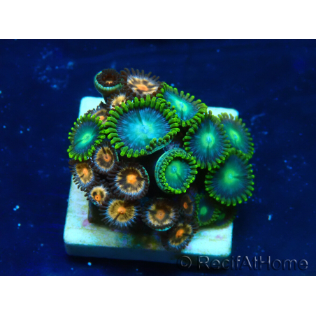 WYSIWYG - ZoanthusMaricoltura Indo Acclimatato sotto led