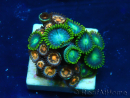 WYSIWYG - ZoanthusMariculture Indo Acclimaté sous led