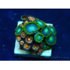 WYSIWYG - ZoanthusMaricultura Indo Aclimatado bajo LED.