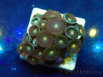 WYSIWYG - ZoanthusMarikultur Indo Akklimatisiert unter LED