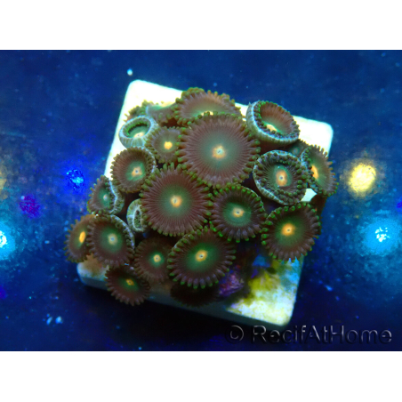 WYSIWYG - Zoanthus 14N6 Mariculture Indo Acclimaté sous led