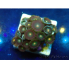 WYSIWYG - Zoanthus 14N6 Mariculture Indo Acclimaté sous led