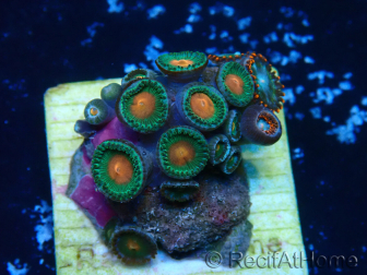 WYSIWYG - ZoanthusMaricultura Indo Aclimatado bajo led