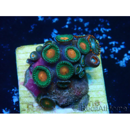 WYSIWYG - ZoanthusMariculture Indo Acclimated under LED