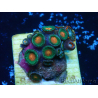 WYSIWYG - ZoanthusMaricultura Indo Aclimatado bajo led