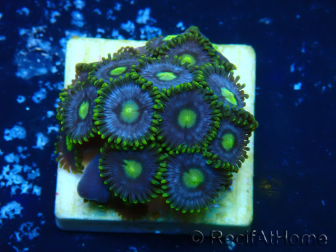 WYSIWYG - ZoanthusMariculture Indo Acclimaté sous led