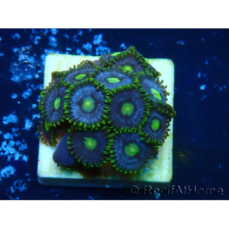 WYSIWYG - ZoanthusMaricultura Indo Aclimatado bajo LED