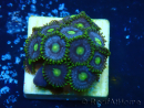 WYSIWYG - ZoanthusMariculture Indo Acclimaté sous led
