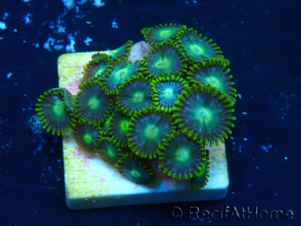WYSIWYG - ZoanthusMaricultura Indo Aclimatado bajo led