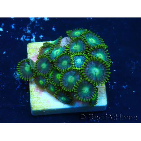 WYSIWYG - Zoanthus 14O3 Mariculture Indo Acclimaté sous led