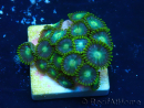 WYSIWYG - ZoanthusMaricoltura Indo Acclimatato sotto led
