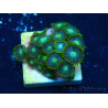 WYSIWYG - Zoanthus 14O3 Mariculture Indo Acclimaté sous led