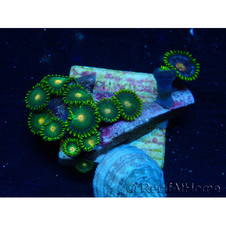 WYSIWYG - ZoanthusMariculture Indo Acclimaté sous led
