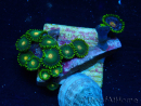 WYSIWYG - ZoanthusMaricultura Indo Aclimatado bajo led