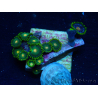 WYSIWYG - Zoanthus 14O4 Mariculture Indo Acclimaté sous led