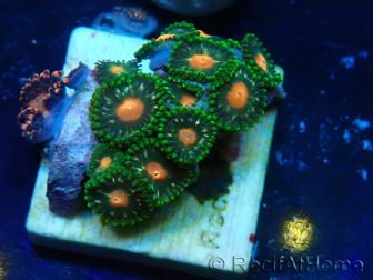 WYSIWYG - ZoanthusMarikultur Indo Akklimatisiert unter LED