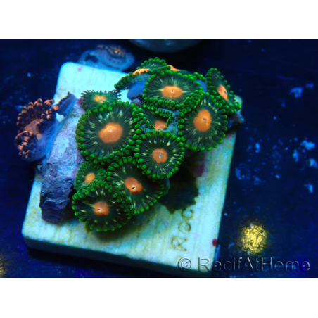 WYSIWYG - ZoanthusMaricultura Indo Aclimatado bajo led