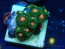WYSIWYG - ZoanthusMariculture Indo Acclimated under LED