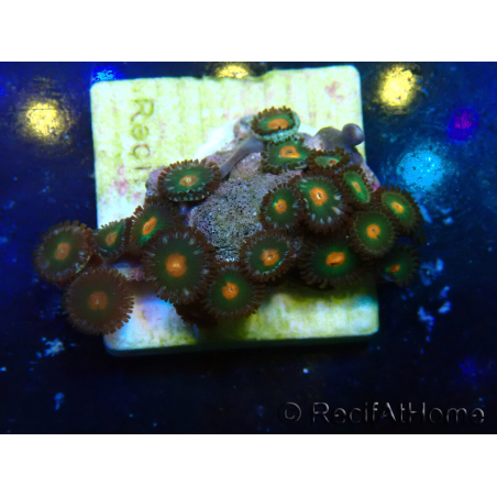WYSIWYG - ZoanthusMariculture Indo Acclimaté sous led