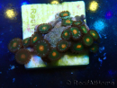 WYSIWYG - ZoanthusMarikultur Indo Akklimatisiert unter LED