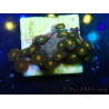 WYSIWYG - ZoanthusMaricoltura Indo Acclimatato sotto led