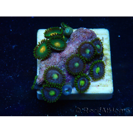 WYSIWYG - ZoanthusMaricoltura Indo Acclimatato sotto LED