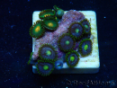 WYSIWYG - ZoanthusMariculture Indo Acclimaté sous led