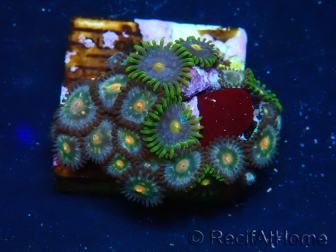 WYSIWYG - Zoanthus Mariculture Indo Acclimated under LED