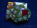 WYSIWYG - Zoanthus Mariculture Indo Acclimaté sous led