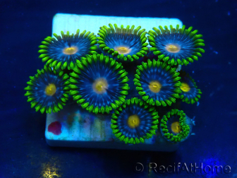 WYSIWYG - Zoanthus Mariculture Indo Acclimaté sous led