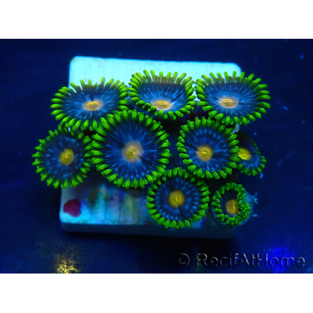 WYSIWYG - Zoanthus 14P4 Mariculture Indo Acclimaté sous led