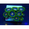 WYSIWYG - ZoanthusMarikultur Indo unter LED akklimatisiert
