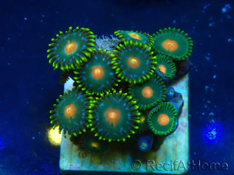 WYSIWYG - ZoanthusMaricultura Indo Acclimatato sotto led